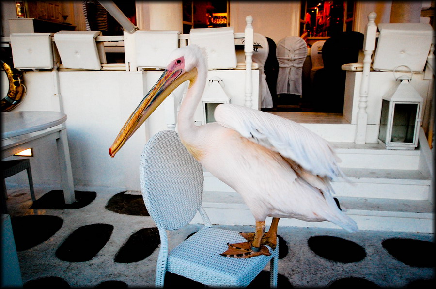  Pelikan Petros  maskota Mikonosa 